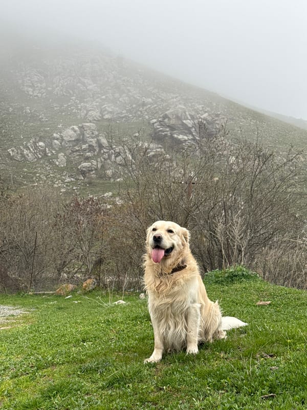 Spring flower gathering documented in foggy Armenian mountains