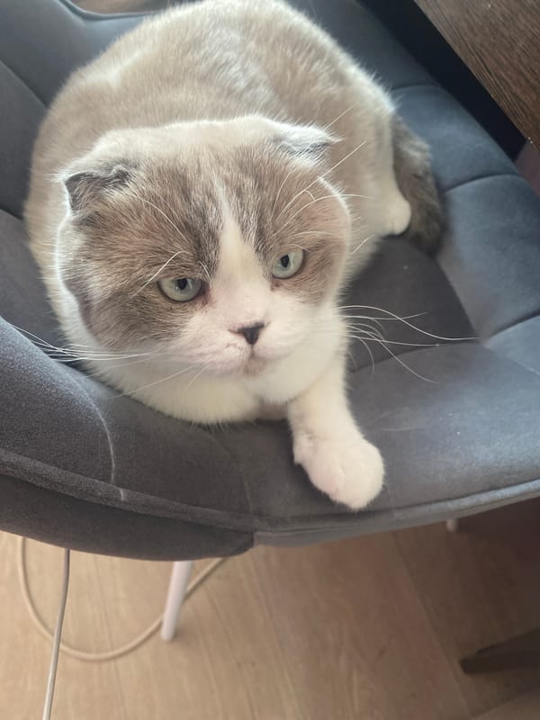 Domestic cats observed resting indoors during early morning in Novokuznetsk
