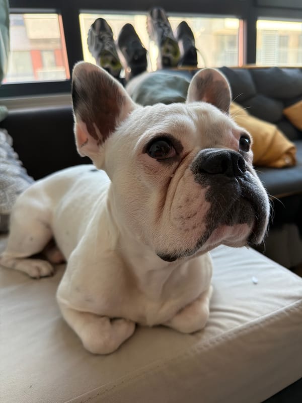 Lazy Sofia morning: French bulldog, French toast.