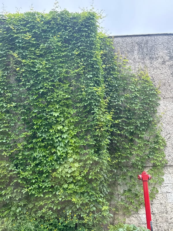 Ivy-covered wall with fire hydrant observed in Shumen