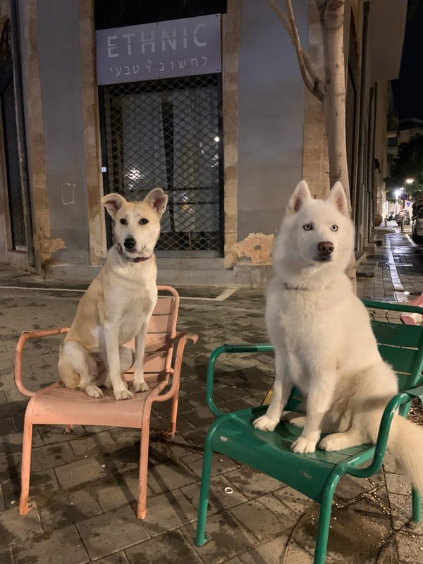 Dog observed indoors under dim red lighting in Tel Aviv