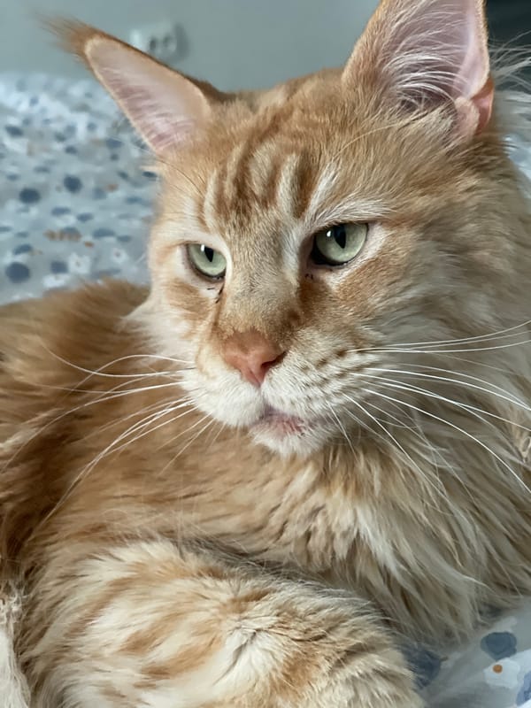 Ginger Maine Coon at rest on a floral blanket