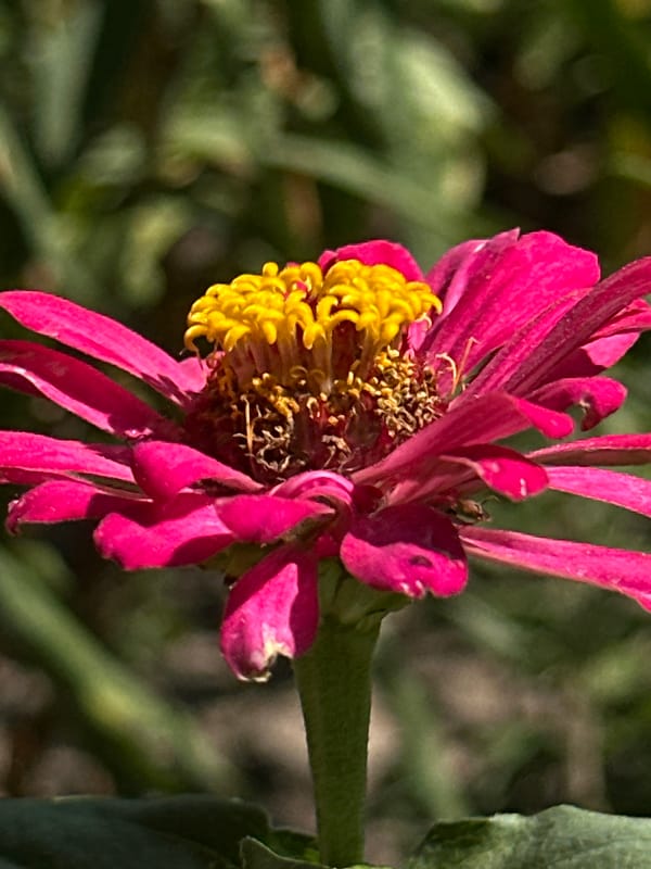 Close-up garden and nature details from Lobacheve, Ukraine