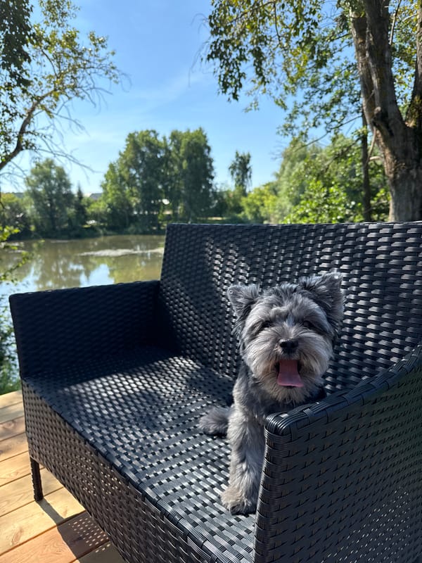 Sunny deck hangout with a small grey dog by the water