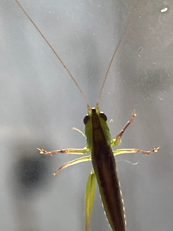 Cats and grasshoppers, close up at home