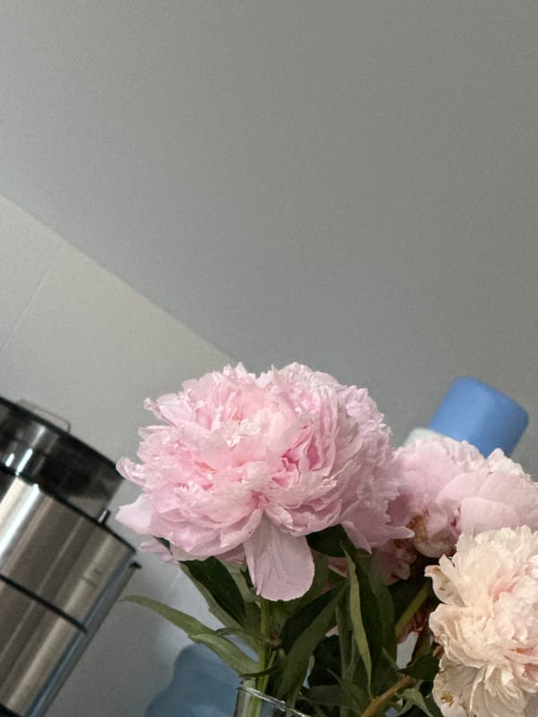 Peonies and toy cars on display in Gdynia