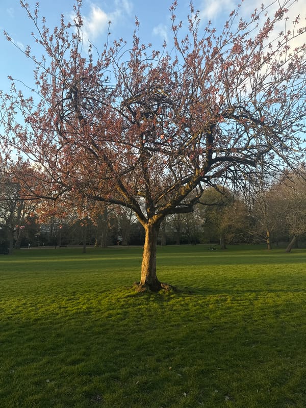 Spring blossoms and sunset captured in London park