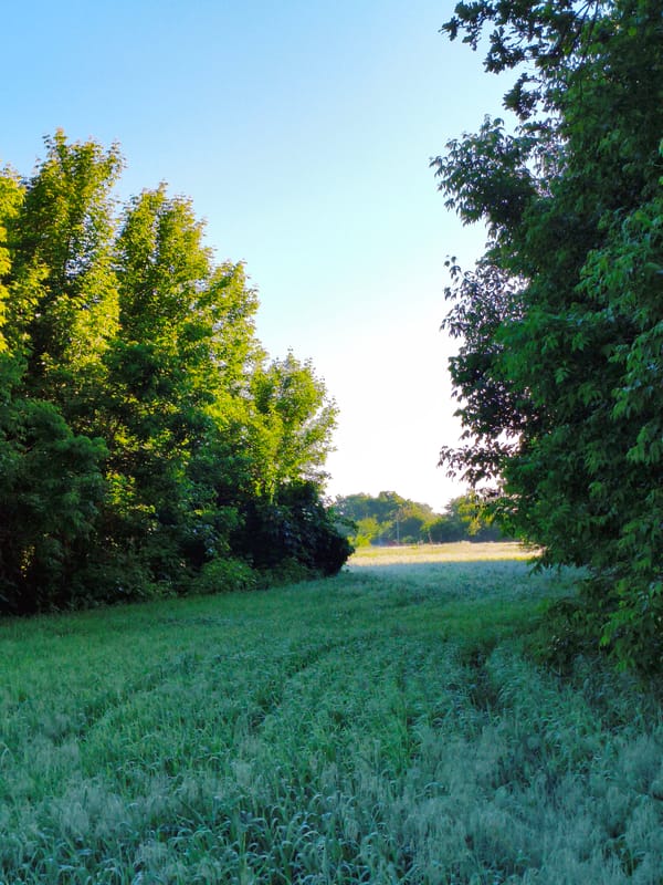 Rural Ukrainian village life documented in peaceful morning scenes