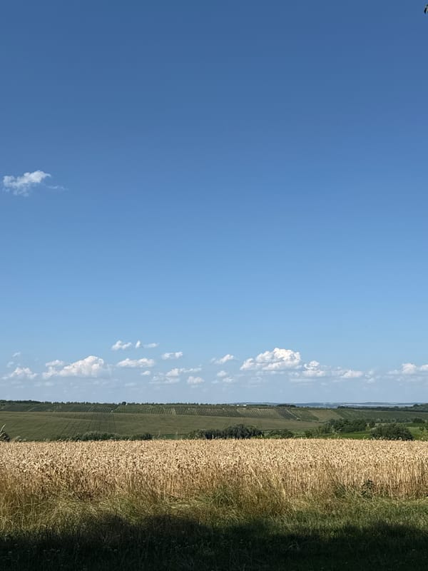 Golden wheat fields under a clear summer sky