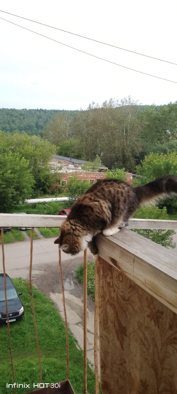 Tabby cat on a wooden railing in Kedrovy, Russia