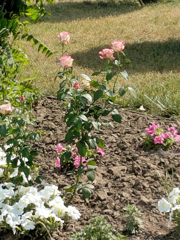Summer flora and street scenes from Kremenchuk, Ukraine