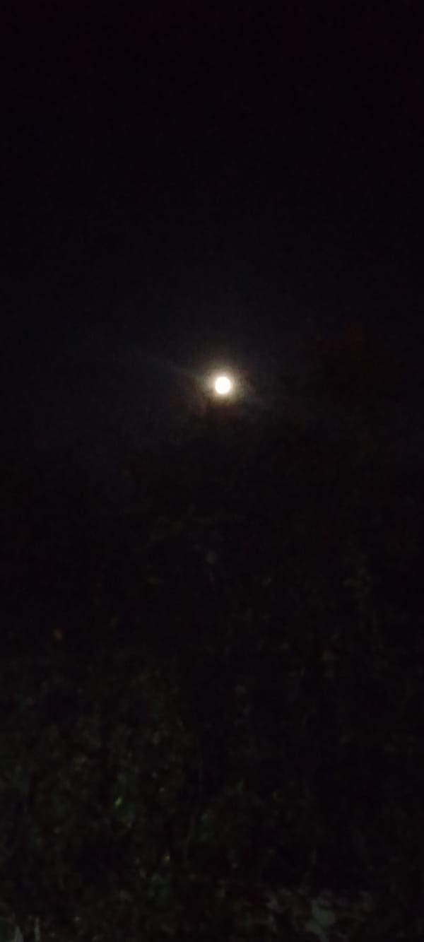 Full moon night in Belgorod: garden blooms and dogs at rest