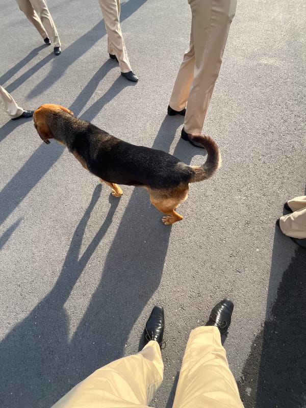 Dog surrounded by people on Varna street early morning