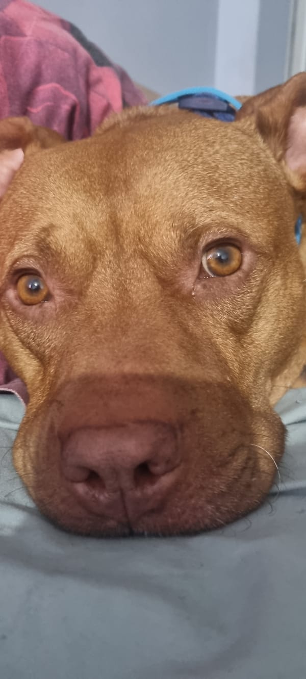 Pit bull's lazy afternoon: glasses, toys, and big brown eyes