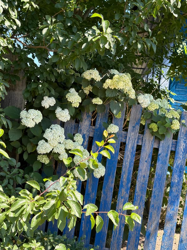 Street-level Mahilyow: architecture, graffiti, and summer blooms