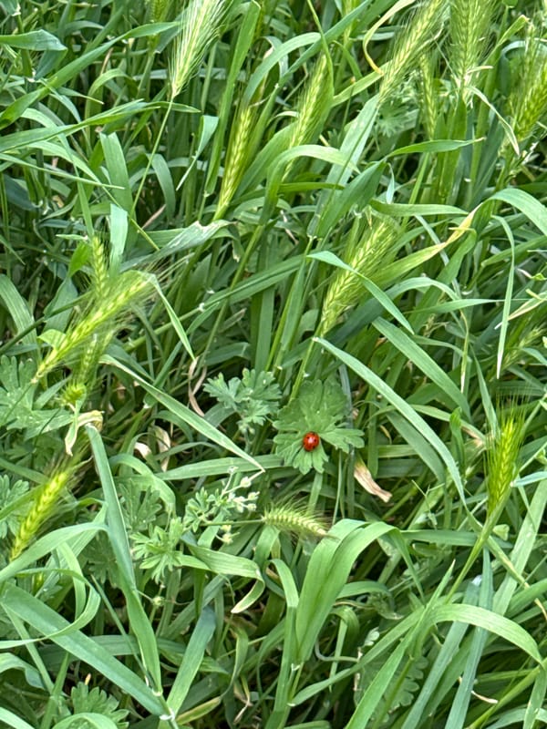 Ladybug spotted on clover in Sofia green space
