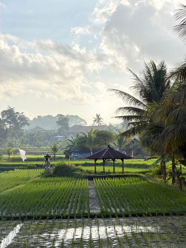 Neatly planted rice shoots fill a Mengwi paddy field