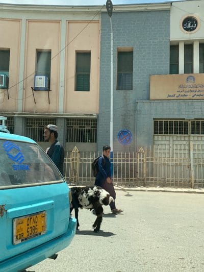 Street life observed in Kandahar featuring vehicles and livestock