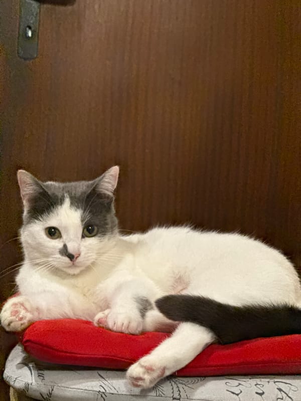 Cat rests upside-down on red cushions in Dobrich
