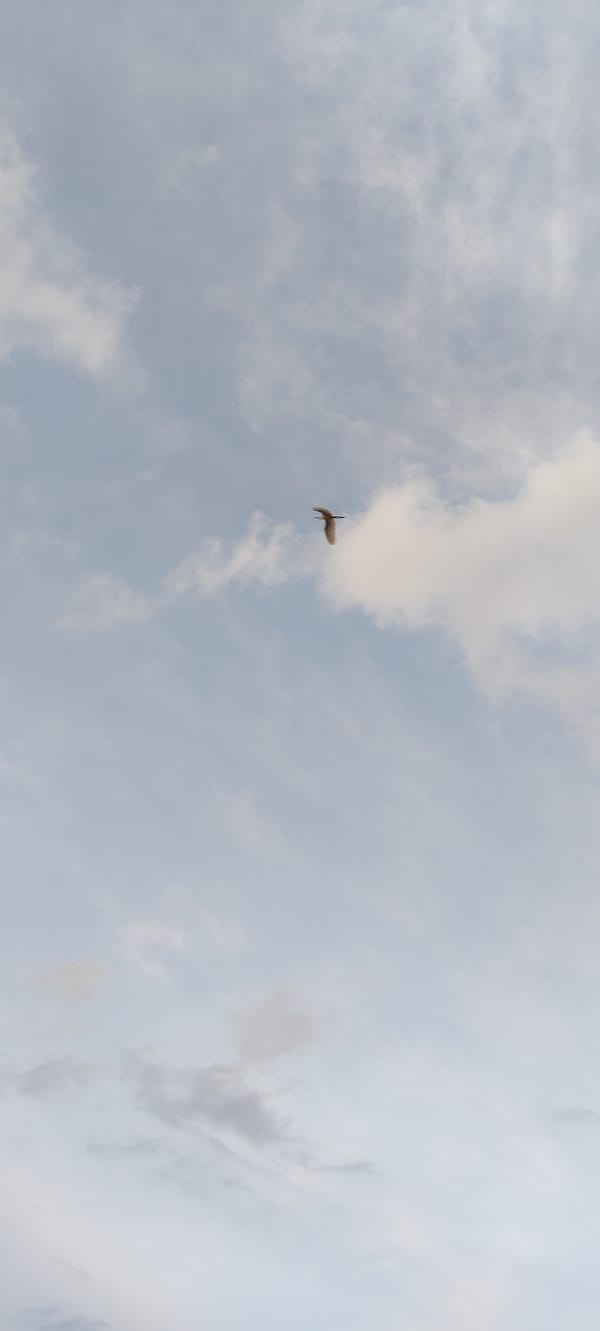 Wetland birds, overcast skies, and houseplants in Lhokseumawe