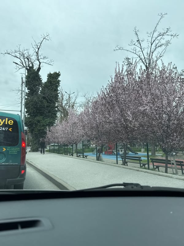 Spring blossoms line street in Plovdiv, Bulgaria