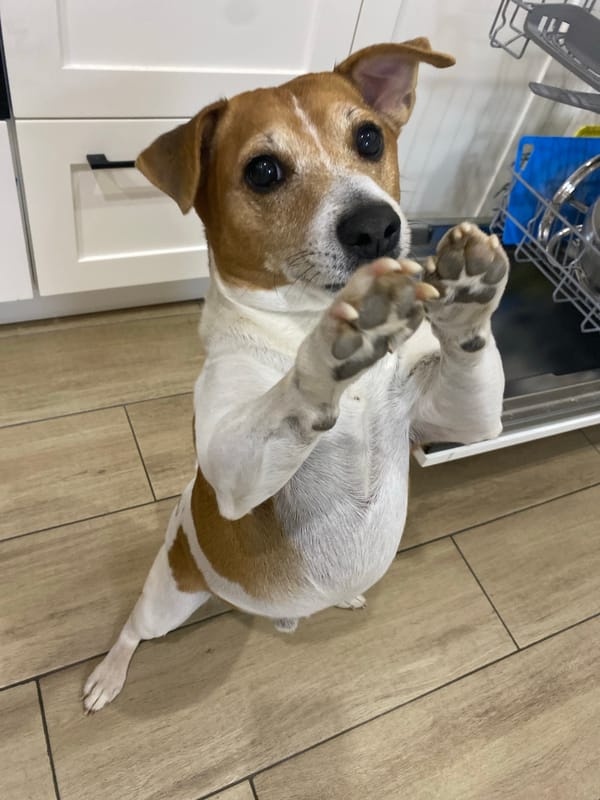 Jack Russell Terrier rests playfully in Chaikovsky, Russia