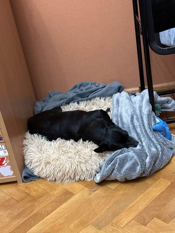 Black dog rests on blanket indoors in Bulgaria