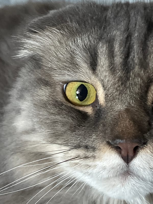 Close-up portraits of a house cat and pet turtle at home