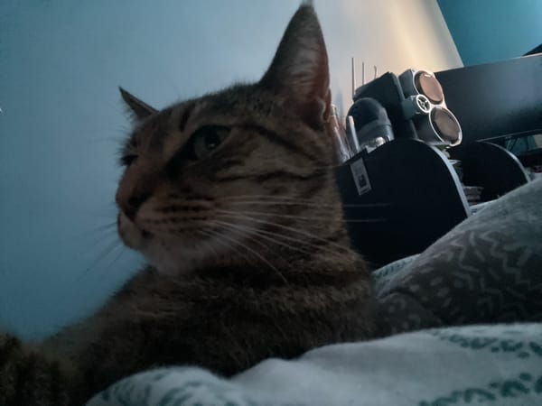 Tabby cat rests peacefully in Chirpan home