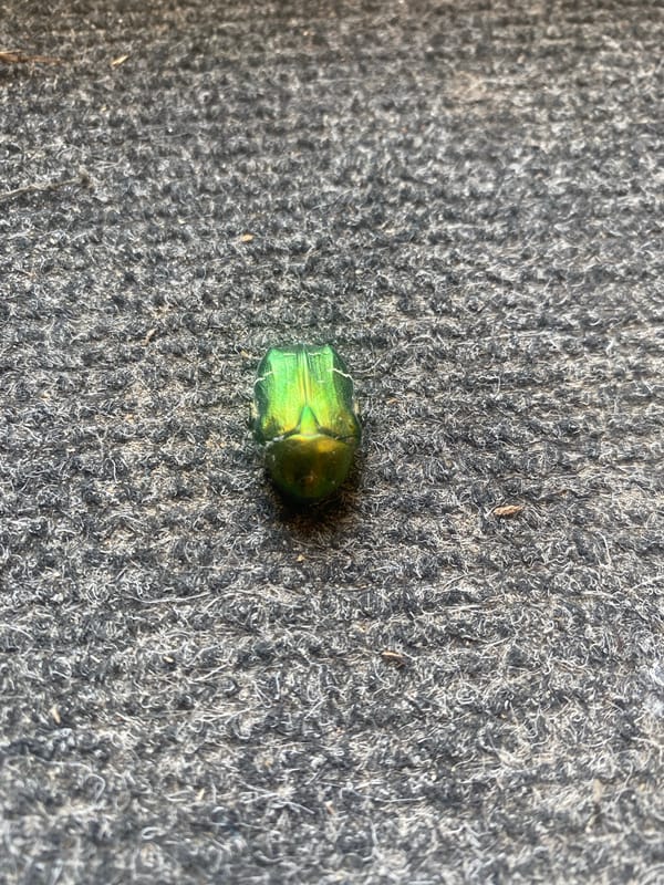 Summer afternoon in a small Russian town: bugs, blooms, and streets