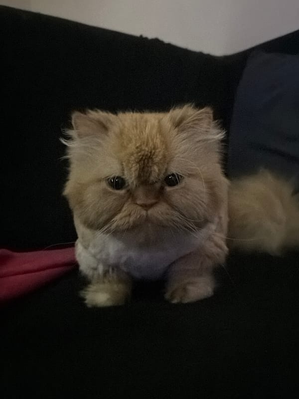 Orange Persian cat with groomed fur bonds with owner in Sofia