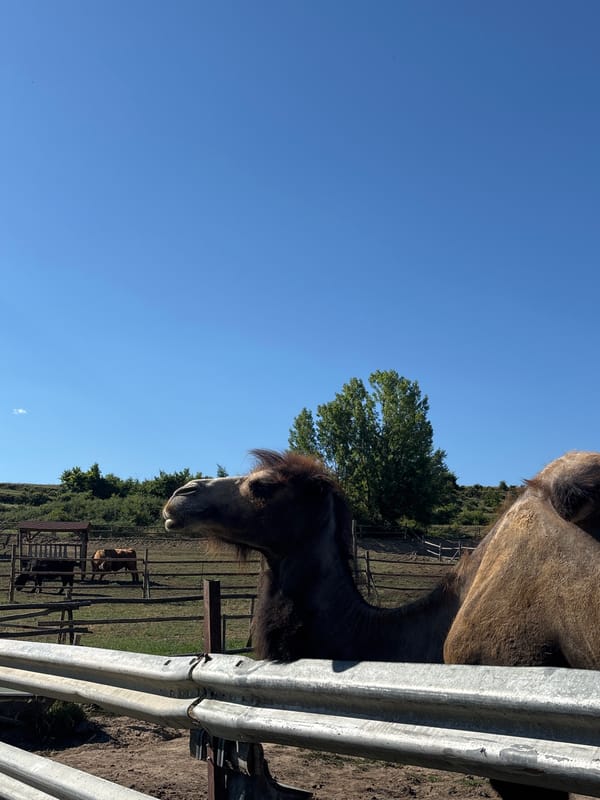 Afternoon at a small animal park in Dabnitsa, Bulgaria