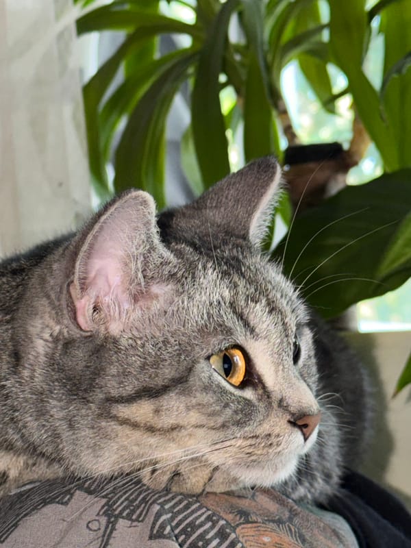 Two cats at rest in a Ulyanovsk home