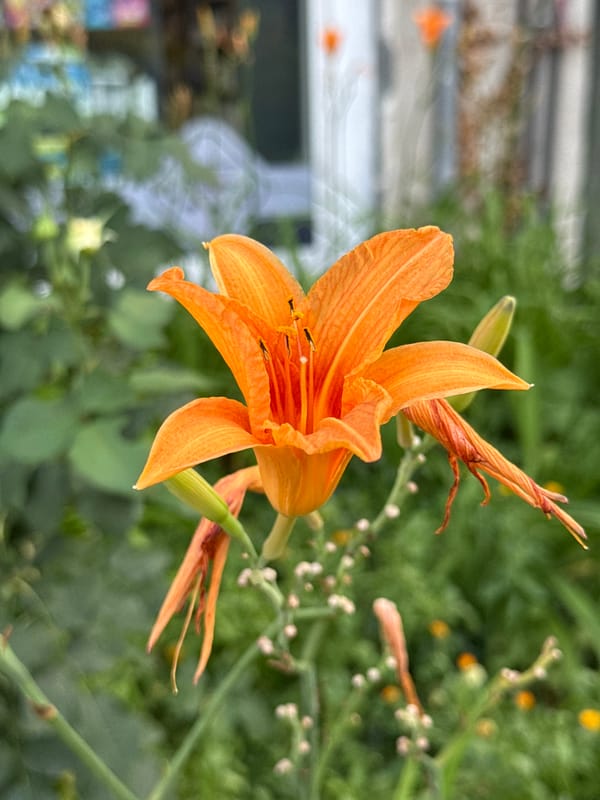 Lemon-print dress and orange lilies in Pleven summer