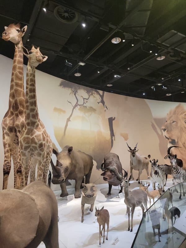Chengdu natural history museum's global wildlife taxidermy exhibits