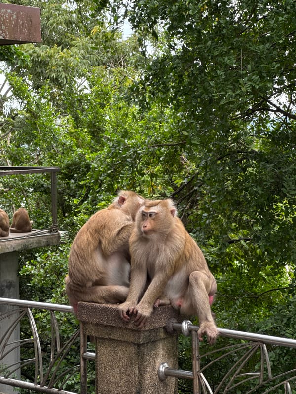 Macaques and city views at Khao Rang Hill, Phuket