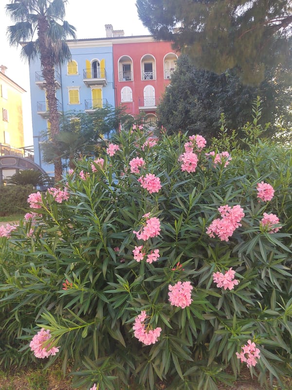 Summer afternoon in Porto Recanati's colorful town center