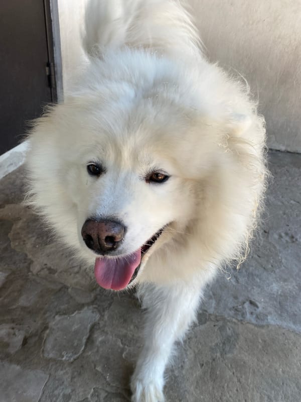 A Samoyed's morning in and around a brick-patio home