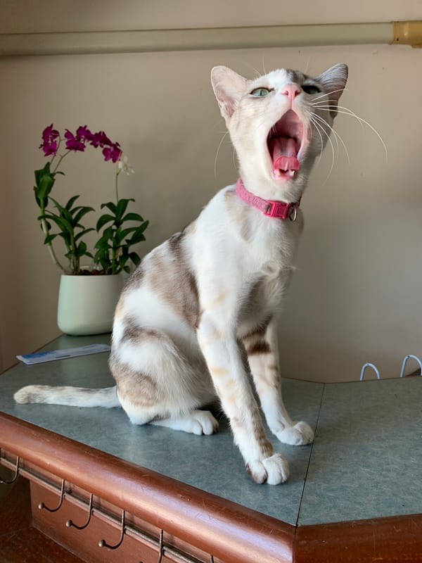 Cat yawns beside orchids in Baan Tai, Thailand