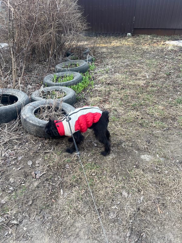 Early Morning Dog Walk Documented in Podolsk, Russia
