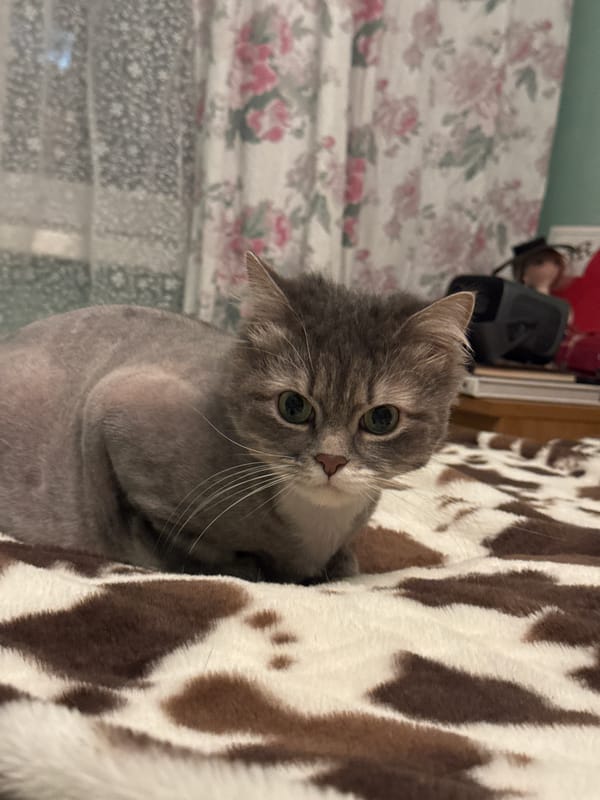 Gray cat observed resting on blanket in Moscow home