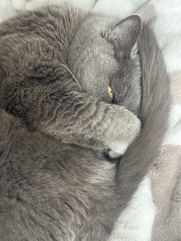 Grey cat spotted resting with tail over head