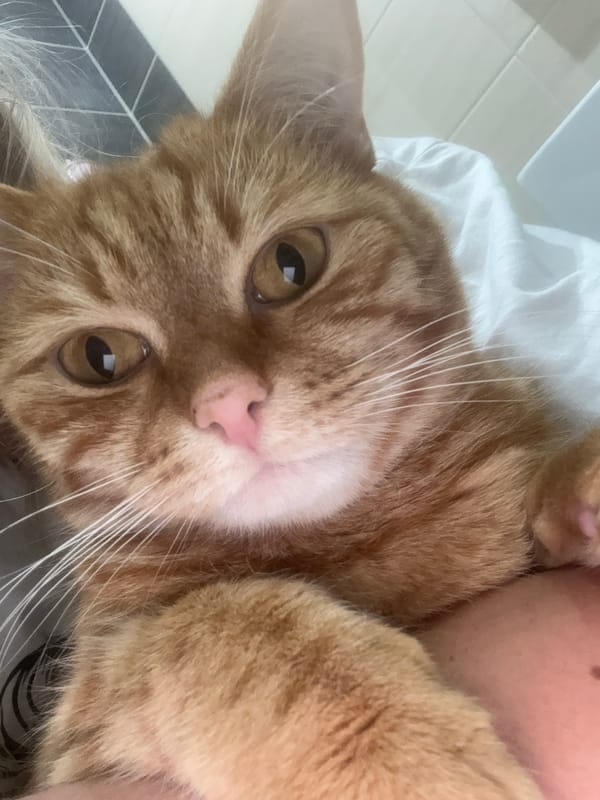 Orange tabby cat stares straight into the camera in Vologda