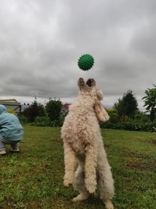 Lazy summer morning at home — poodle, kids, roses, face masks