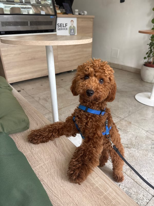 Woman visits Montenegro coffee shop with small dog companion