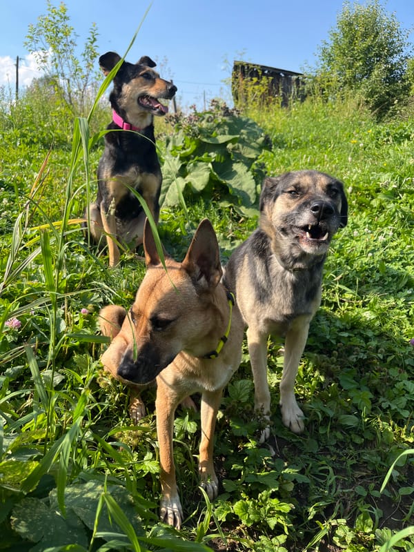 Pack of mixed-breed dogs loose in rural Nizhny Tagil
