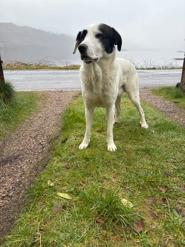 Dog spotted running alongside wet road in Strontian