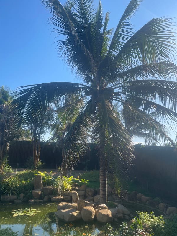 Morning at Ocean Dunes resort gardens and outdoor dining areas
