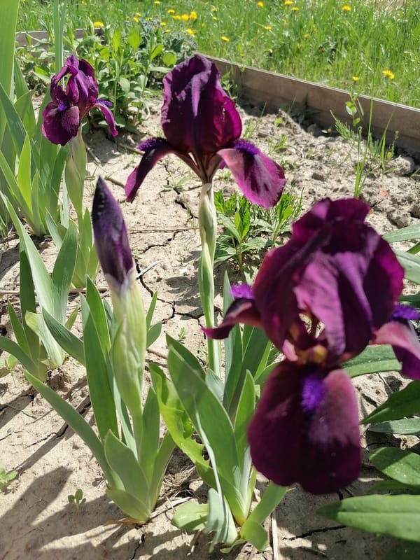 Purple irises bloom in drought-affected garden amid cracked soil
