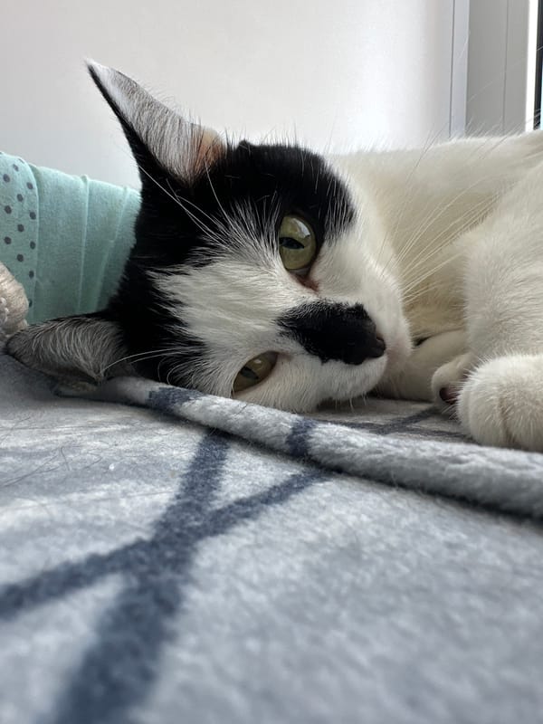 Black and white cat relaxing indoors and by the window in Kokshetau